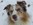 Bild Collie