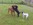 Bild Hunde
