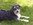 Bild Schnauzer